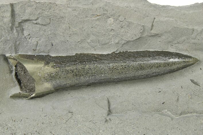 Pyritized Fossil Belemnite (Acrocoelites) - Germany #264591
